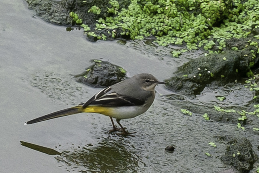Grey Wagtail