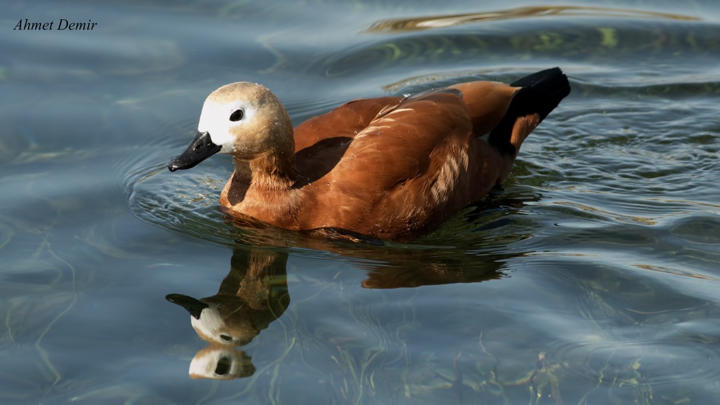 Ruddy Shelduck