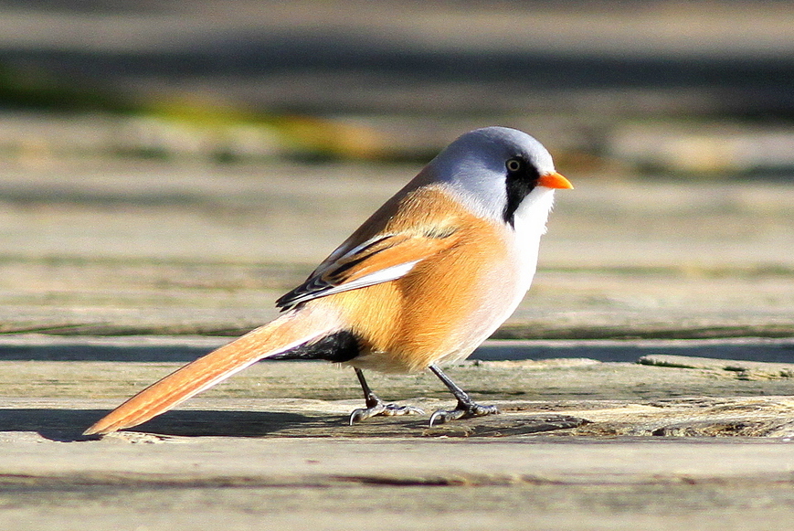 Bearded Reedling