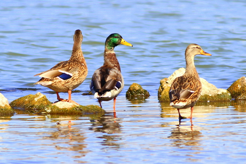 Mallard