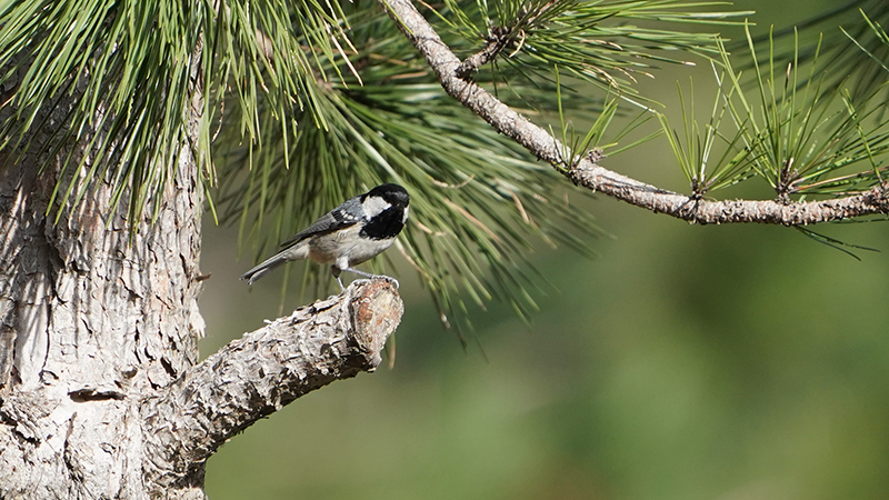 Coal Tit