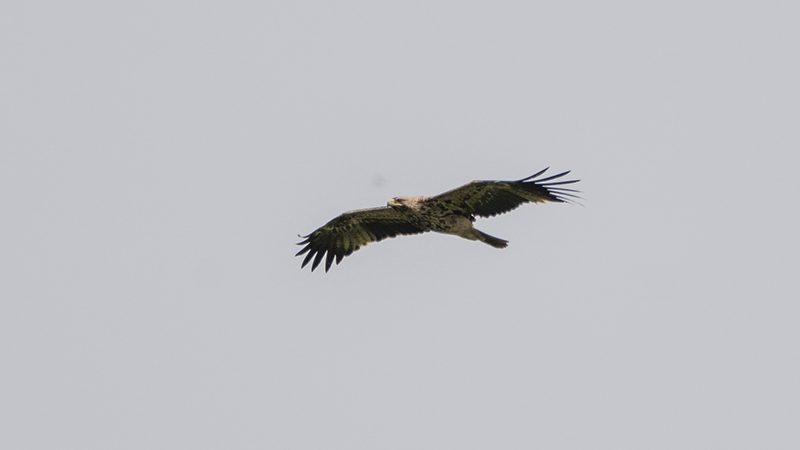 Eastern Imperial Eagle