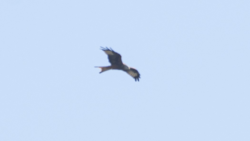 Red Kite