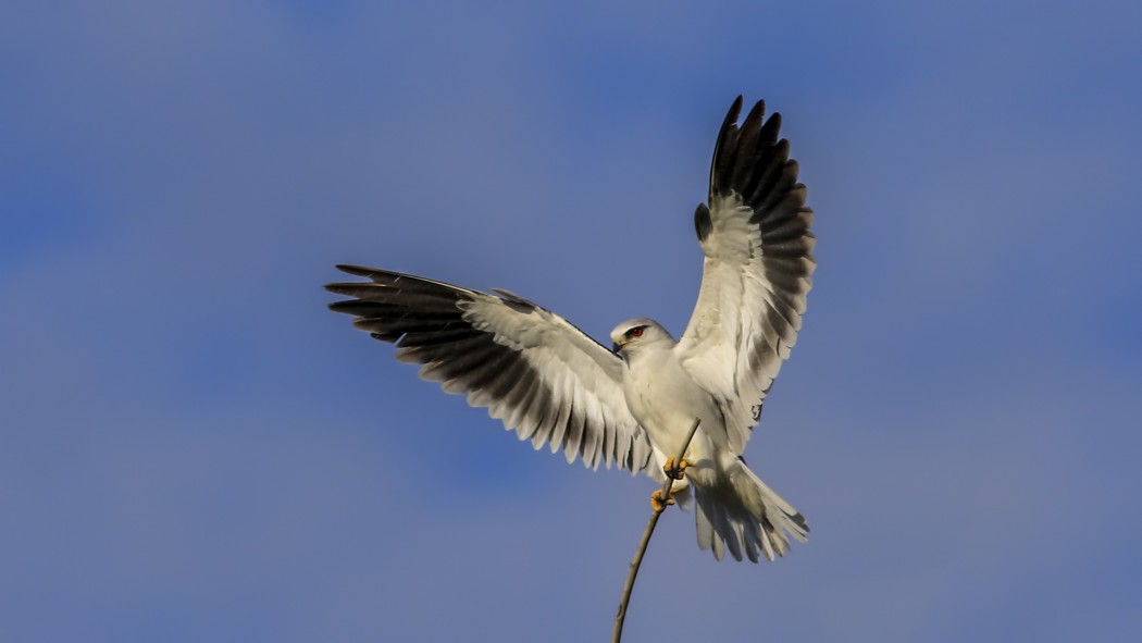 Black-winged Kite