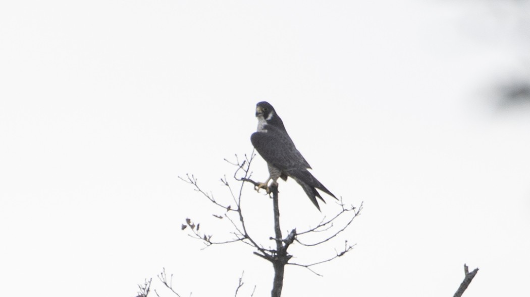Peregrine Falcon