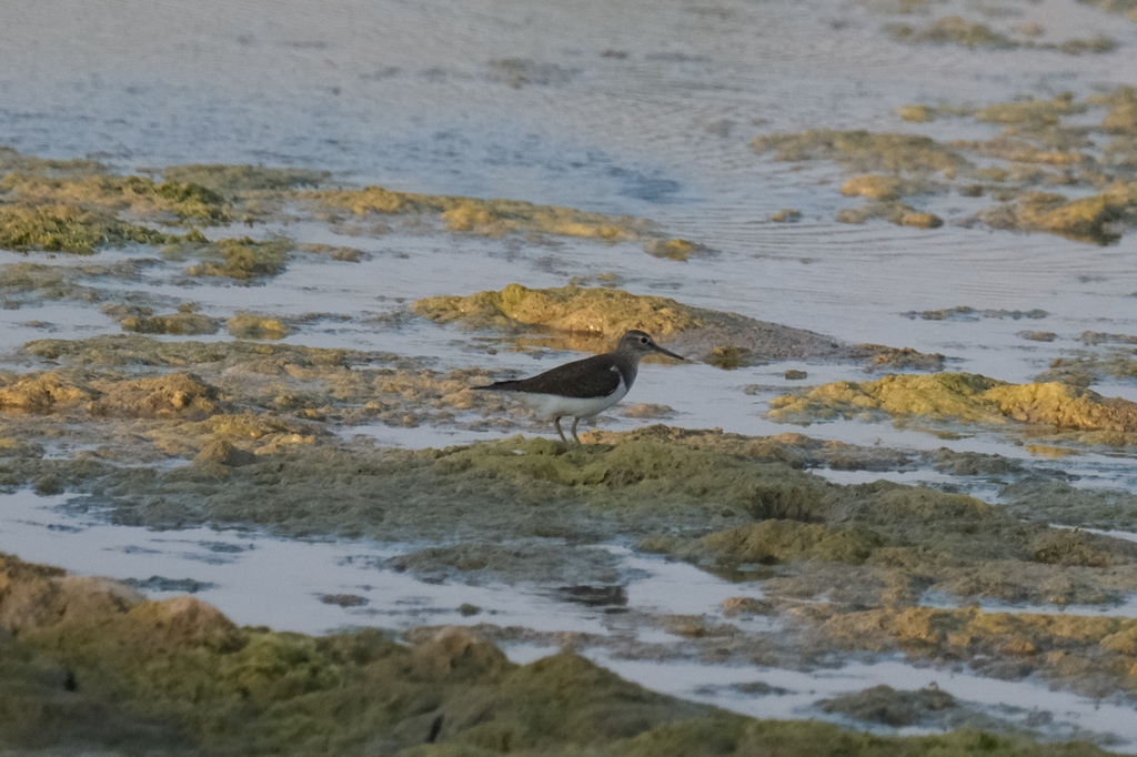 Common Sandpiper