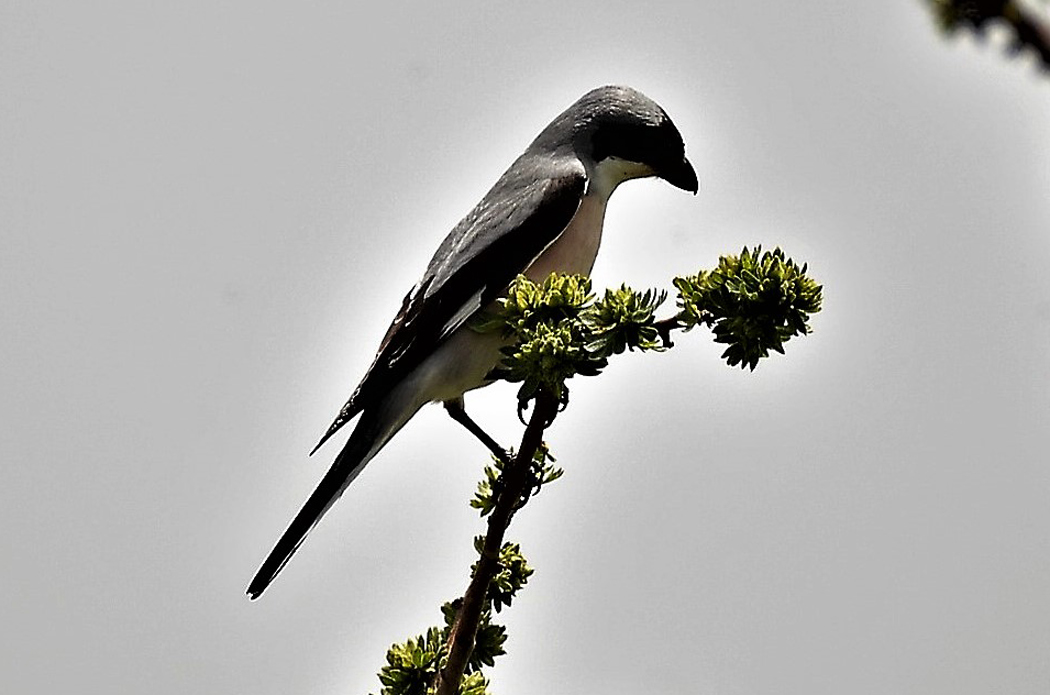Lesser Grey Shrike
