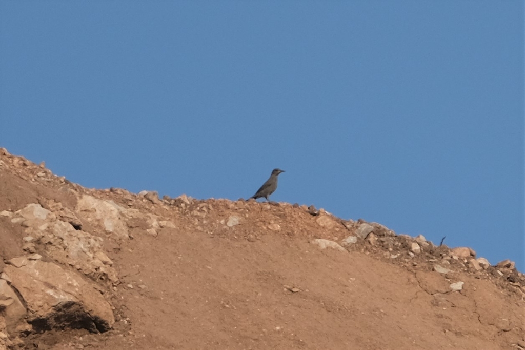 Blue Rock Thrush