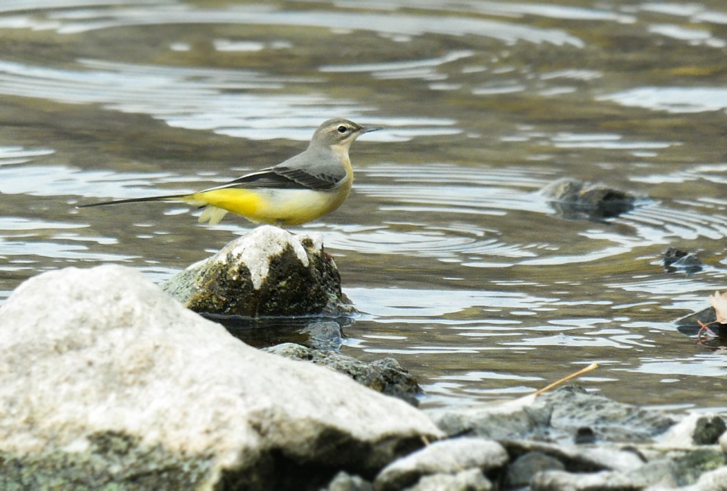 Grey Wagtail