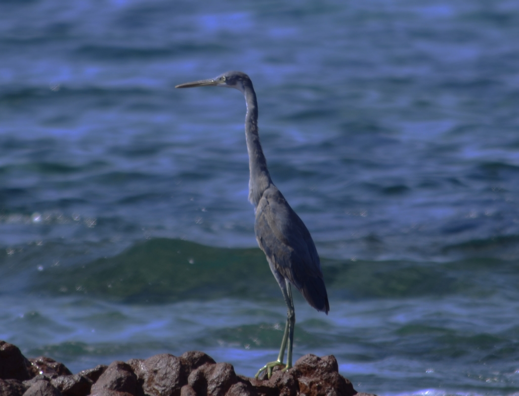 Western Reef Heron