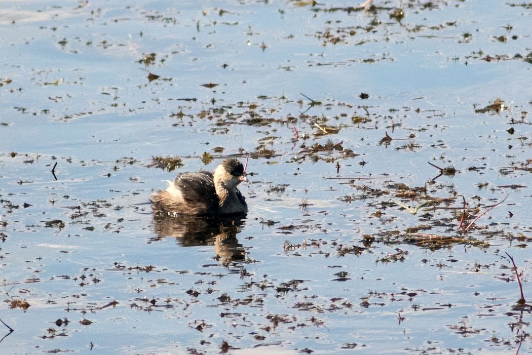 Little Grebe