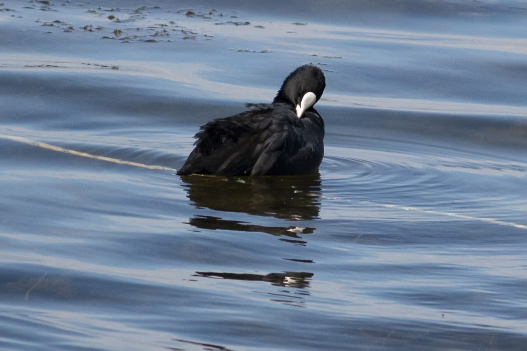 Eurasian Coot
