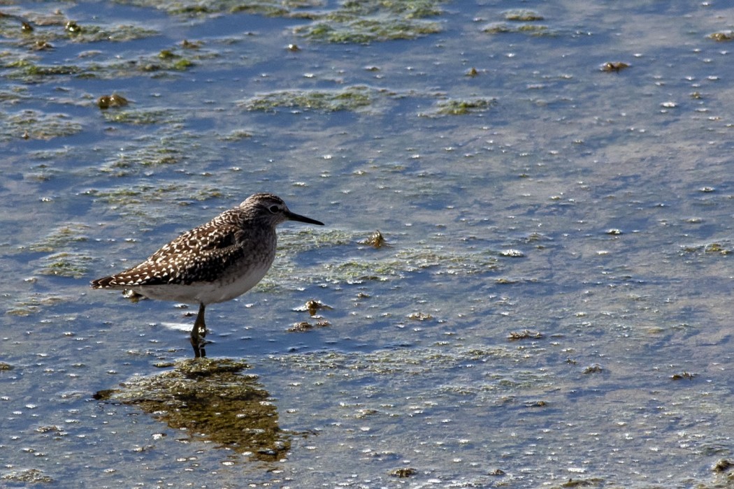 Wood Sandpiper