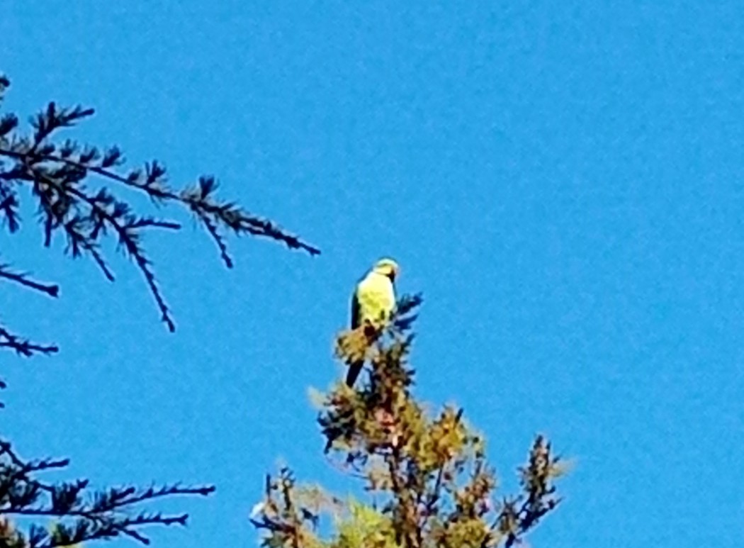 Rose-ringed Parakeet