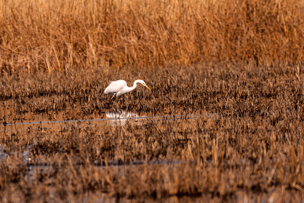 Great Egret