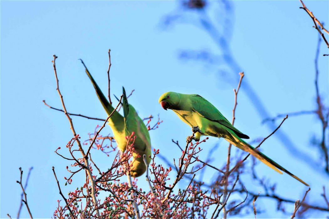 Rose-ringed Parakeet