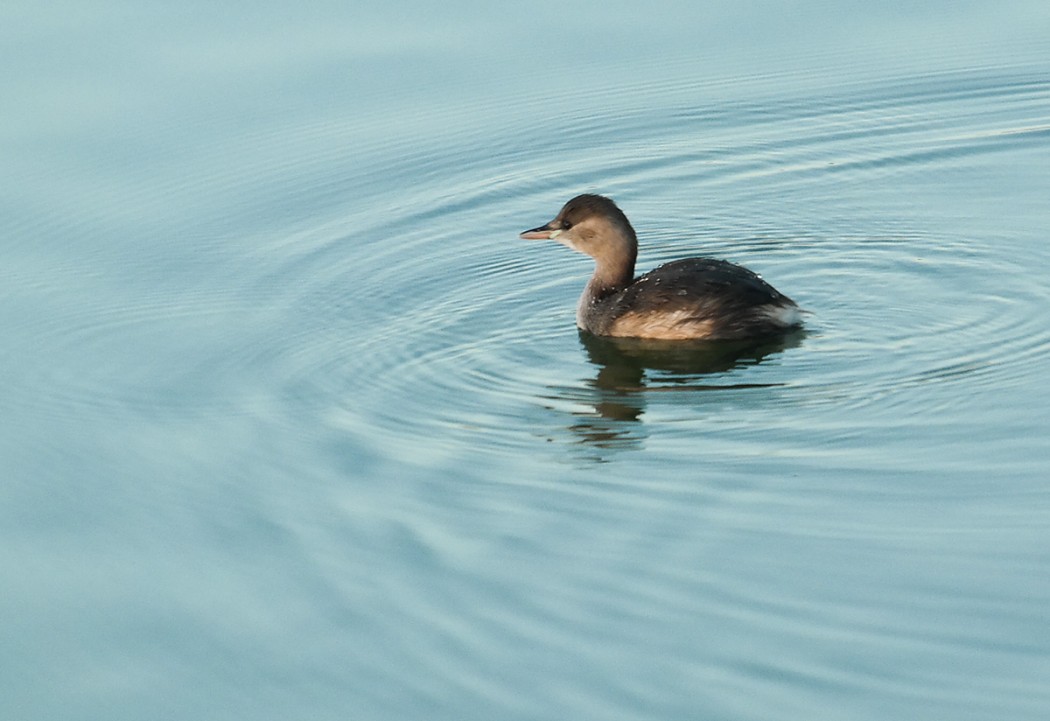 Little Grebe