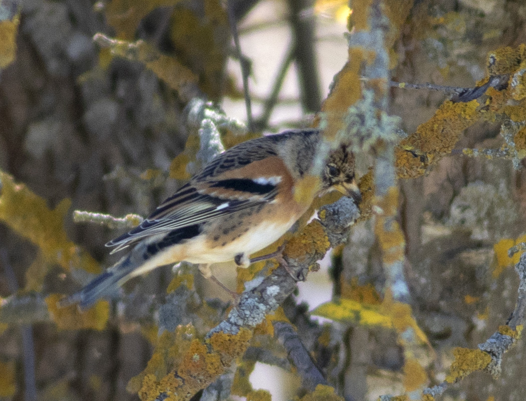 Brambling