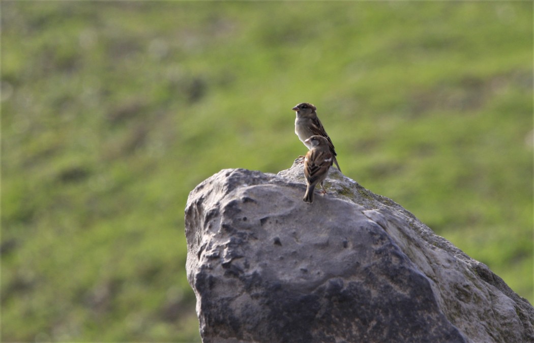 House Sparrow