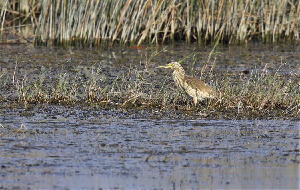 Squacco Heron