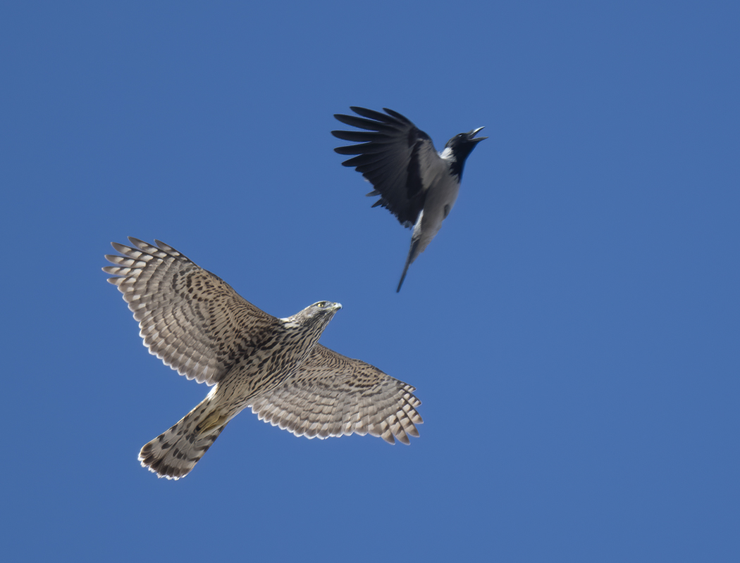 Eurasian Goshawk