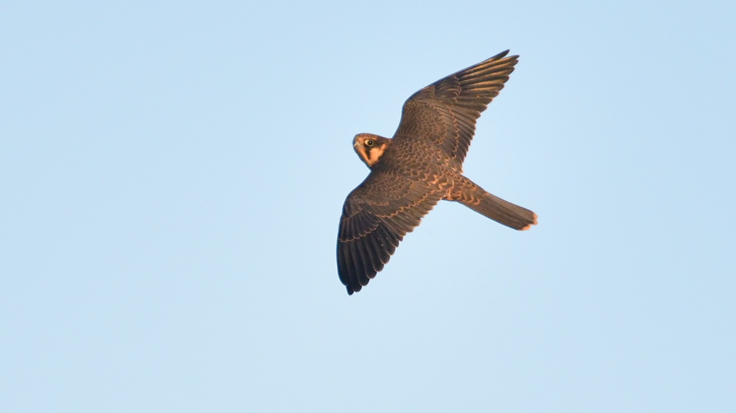 Eurasian Hobby