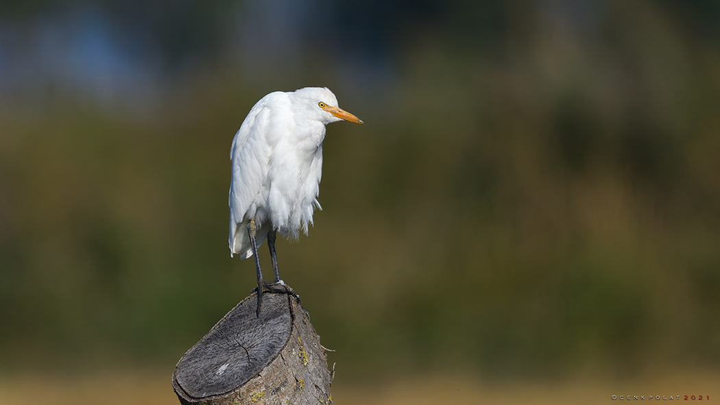 Western Cattle Egret