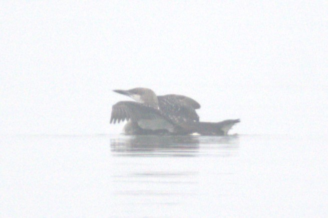Black-throated Loon