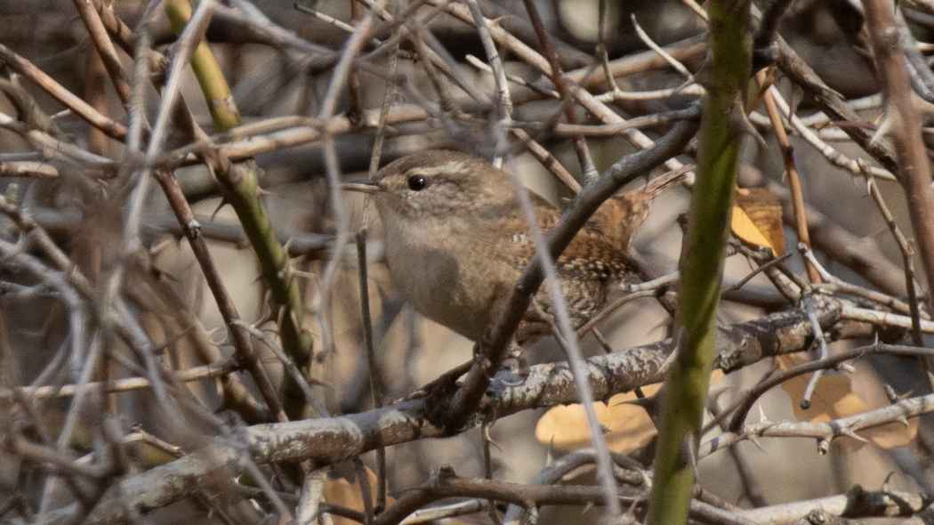 Eurasian Wren