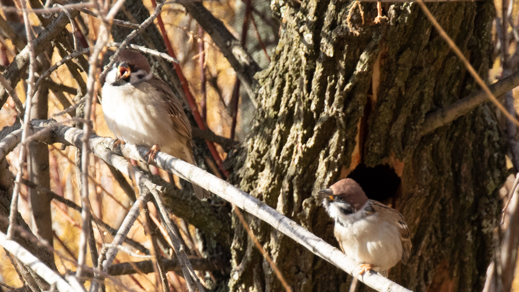 Eurasian Tree Sparrow