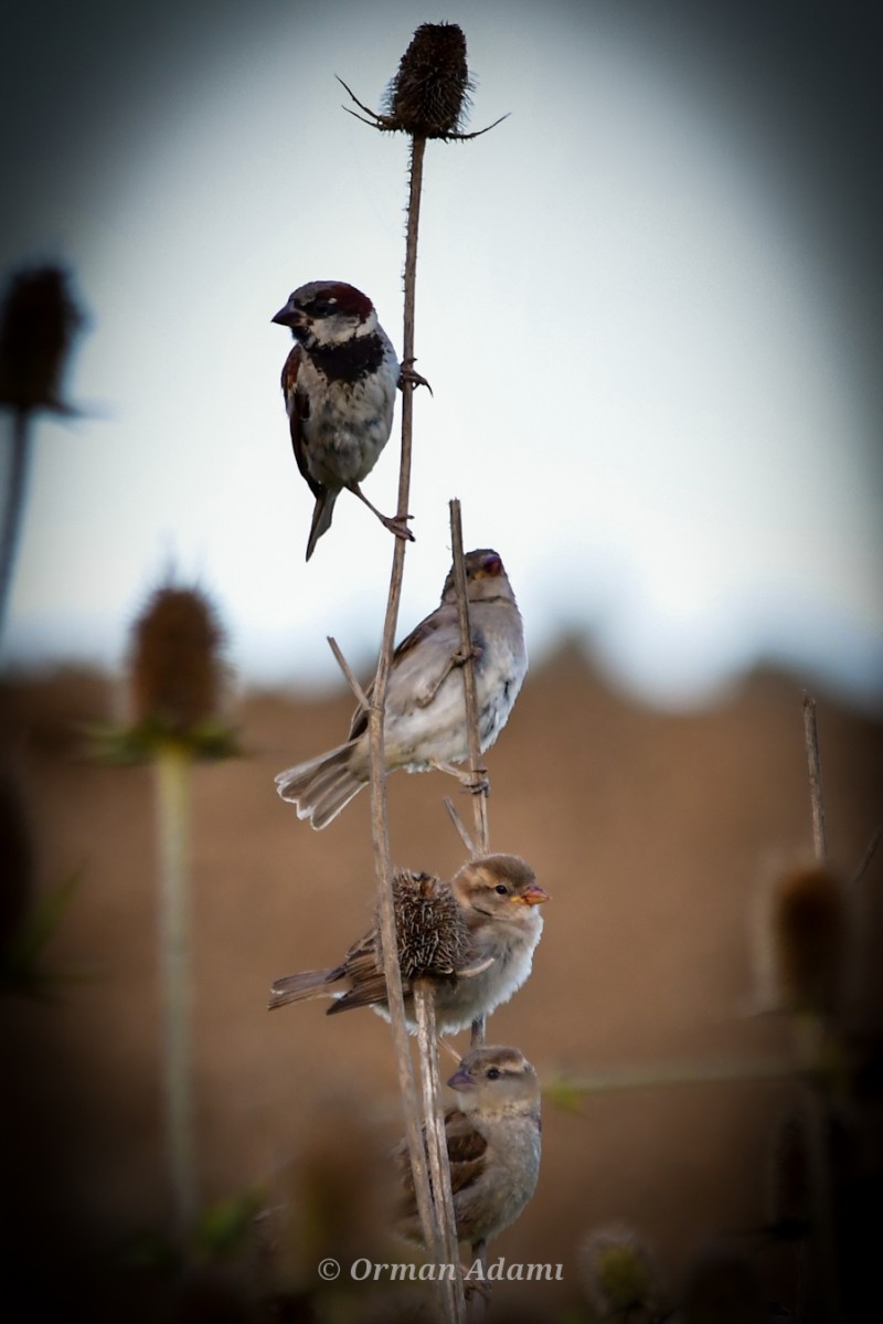 House Sparrow