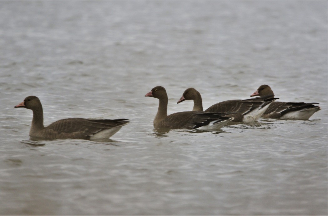 Lesser White-fronted Goose