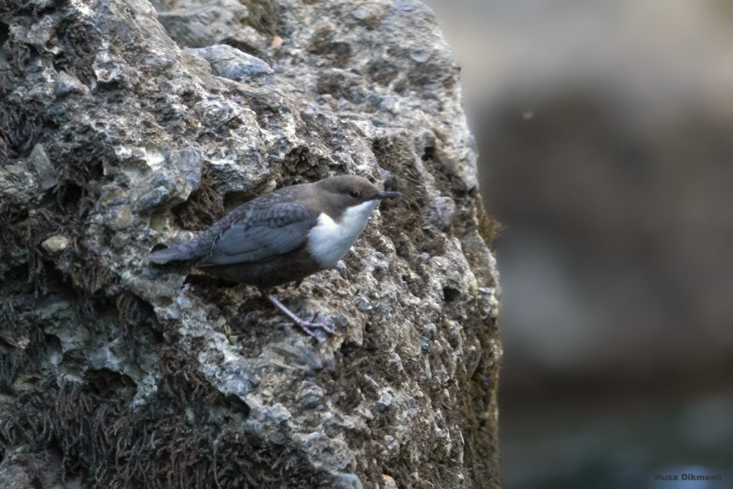 White-throated Dipper