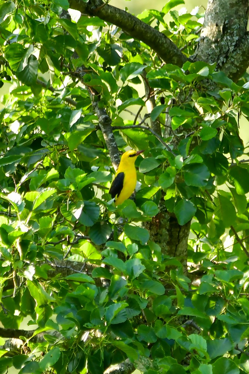 Eurasian Golden Oriole