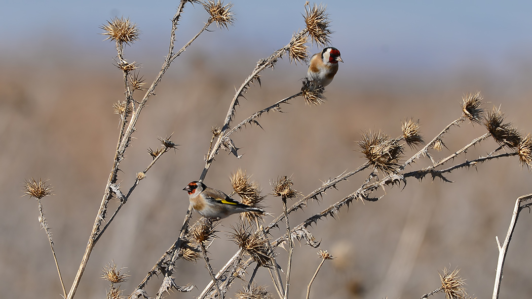 European Goldfinch
