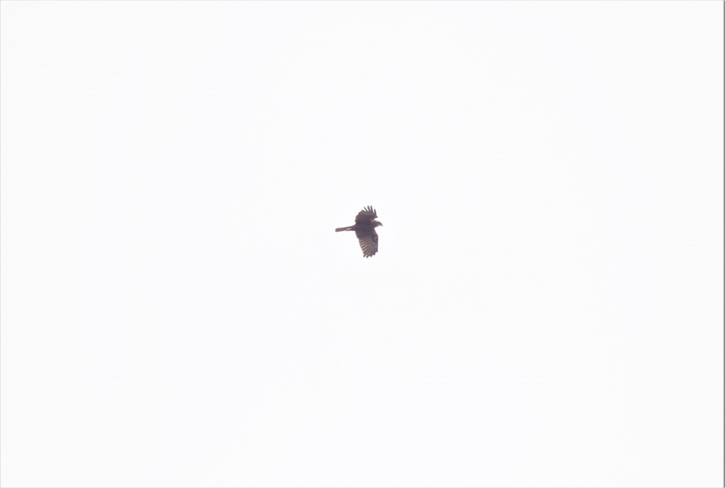 Western Marsh Harrier