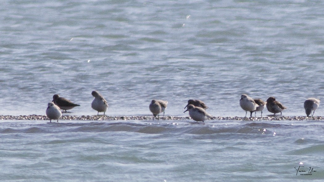 Sanderling