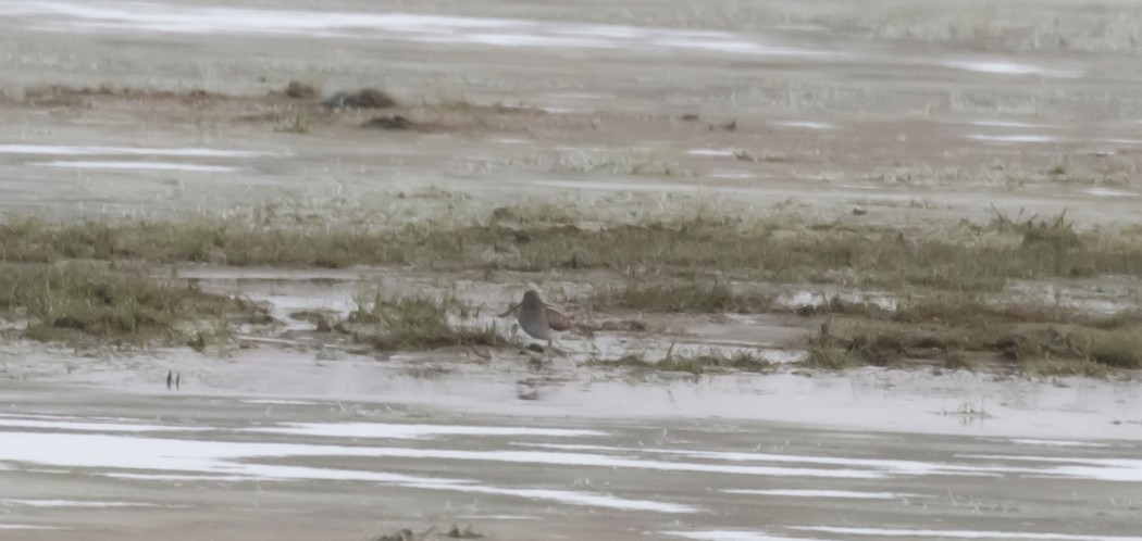 Common Snipe