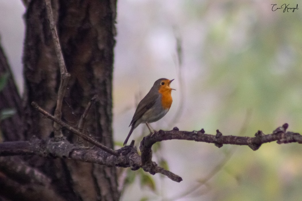 European Robin