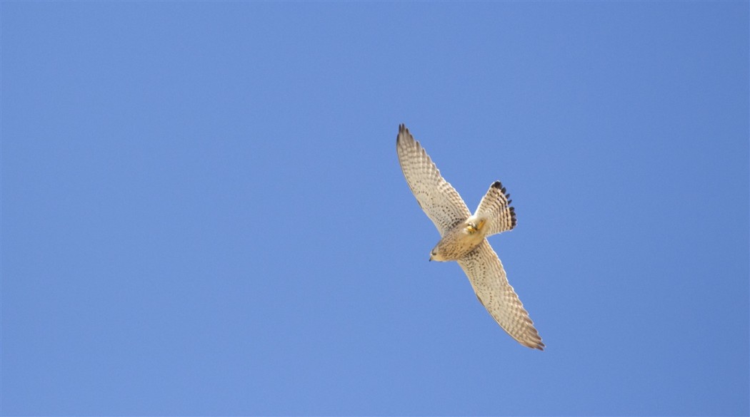Peregrine Falcon