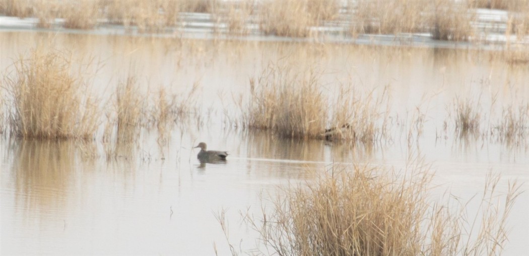 Gadwall