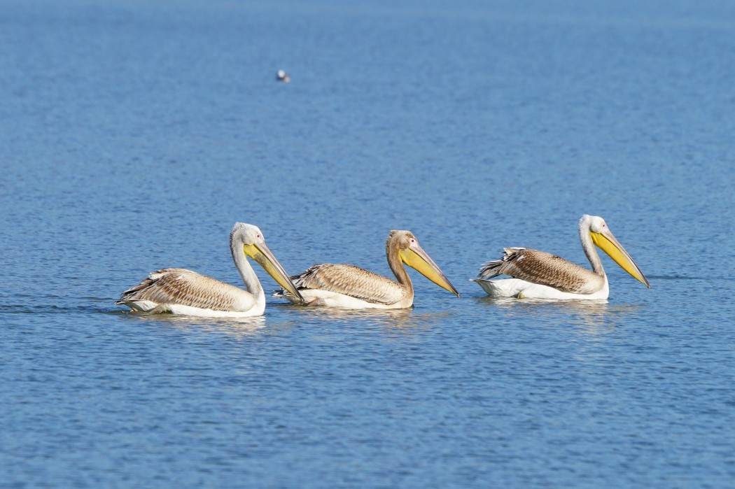 Great White Pelican
