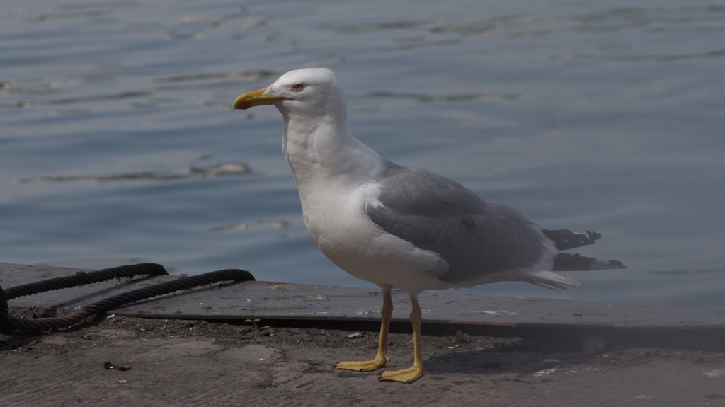 Yellow-legged Gull