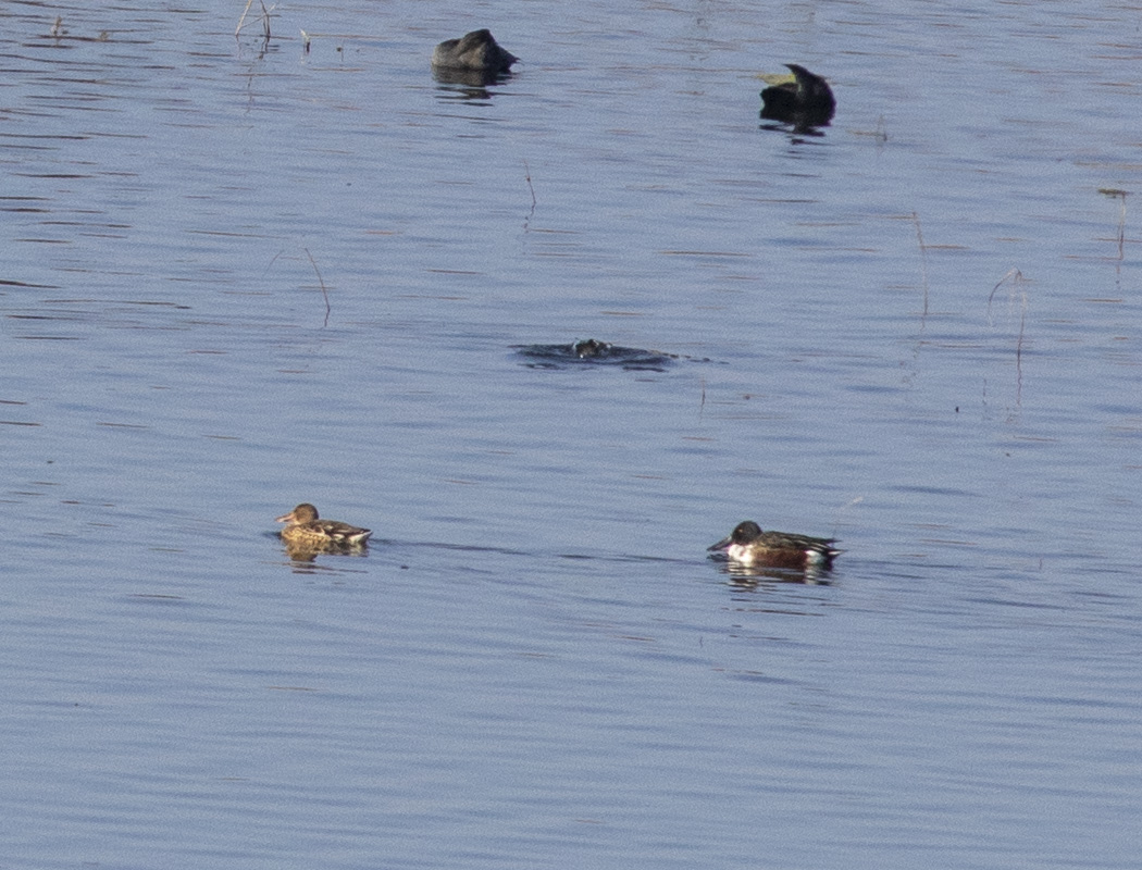 Northern Shoveler