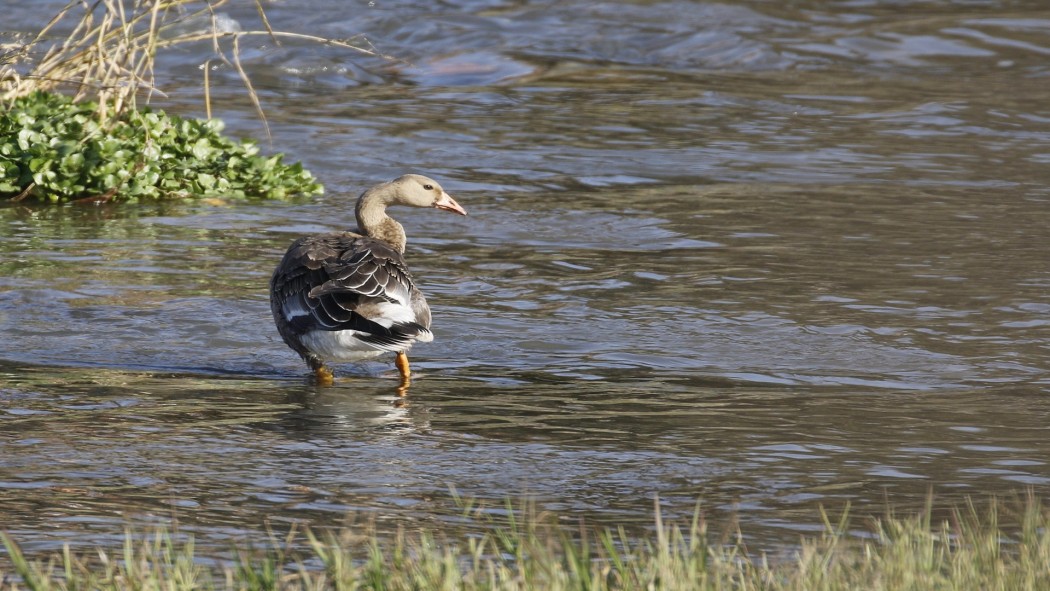 Greater White-fronted Goose