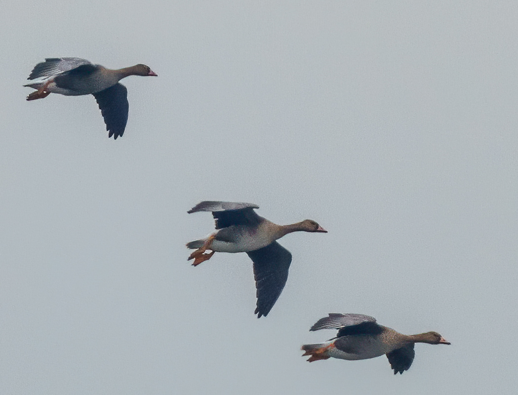 Lesser White-fronted Goose