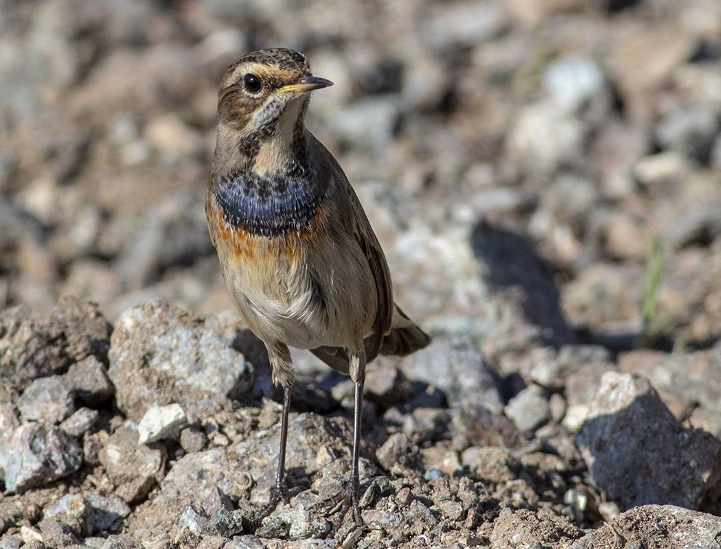 Bluethroat