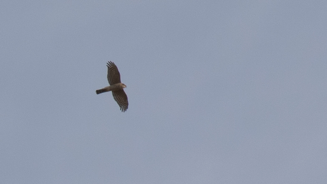 Eurasian Sparrowhawk