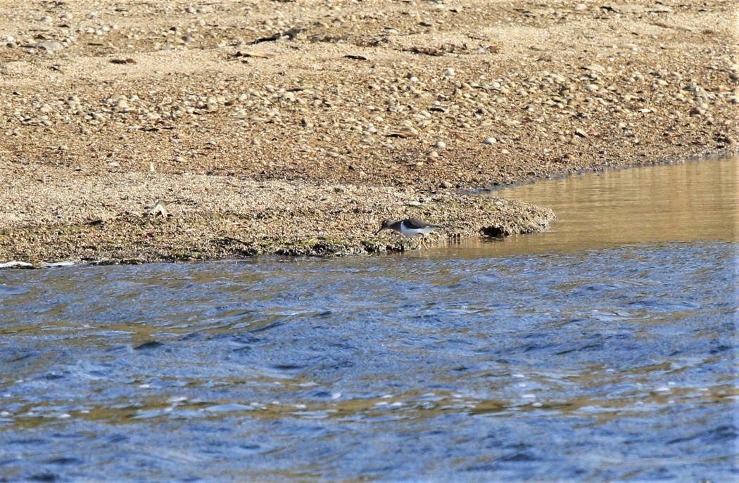 Common Sandpiper