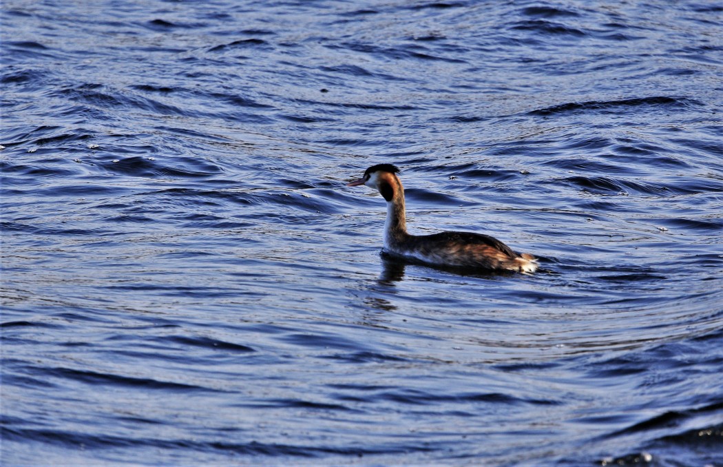 Great Crested Grebe